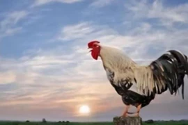 Tại sao gà trống luôn gáy đúng giờ mỗi ngày?
