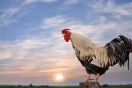 Tại sao gà trống luôn gáy đúng giờ mỗi ngày?