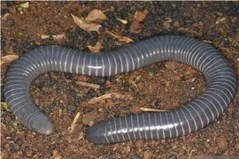 Động vật tồn tại 250 triệu năm trên Trái Đất, có nanh giống rắn 