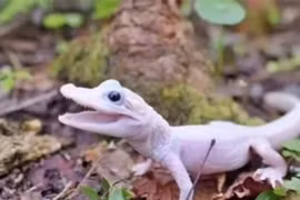 Vẻ ngoài độc dị, khó tin của loài cá sấu 'siêu hiếm'