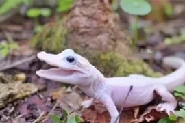 Vẻ ngoài độc dị, khó tin của loài cá sấu 'siêu hiếm'