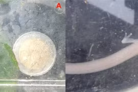 Khám phá mới về 'rồng con' hang sâu gây kinh ngạc giới khoa học