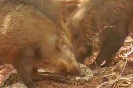 Video: Bầy lợn rừng xé xác trăn khổng lồ