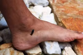 7 loài động vật hoang dã cực độc thường gặp ở nông thôn