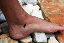 7 loài động vật hoang dã cực độc thường gặp ở nông thôn