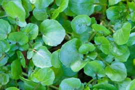 Loài rau tốt nhất thế giới mùa này có đầy ở Việt Nam, giá rẻ bèo