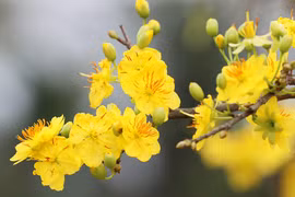 Tặng quà Tết cho người cao tuổi thế nào để bày tỏ yêu thương?