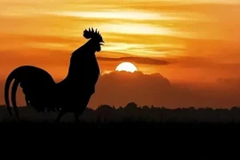 Vì sao gà trống luôn gáy đúng giờ mỗi ngày?