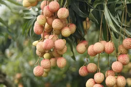 Vườn vải thiều trĩu quả hiếm hoi trong năm Bắc Giang mất mùa