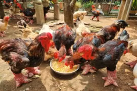 Gà Đông Tảo 'siêu khủng', Tết đến tiền triệu vẫn cháy hàng