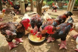 Gà Đông Tảo 'siêu khủng', Tết đến tiền triệu vẫn cháy hàng