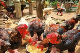 Tranh nhau mua chân gà Đông Tảo 'siêu khủng' để biếu Tết