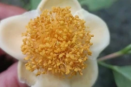 Trà mi hoa vàng quý hiếm vừa được tìm thấy ở Ninh Thuận