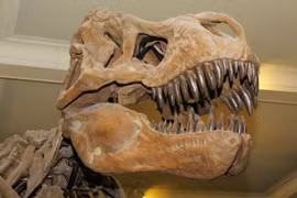 'Nội soi' loài động vật có lực cắn mạnh nhất hành tinh