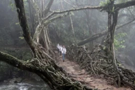 Giải mã bất ngờ về sự hình thành của những cây cầu 'sống'