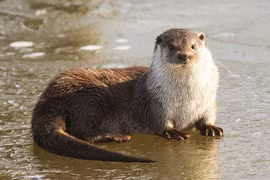 Tận mục 4 loài rái cá "hiếm như vàng" được tìm thấy ở Việt Nam 