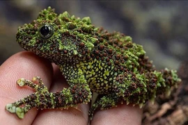 10 loài động vật quái dị "Trời ban" ở Việt Nam, nhìn cực ám ảnh 