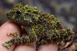 10 loài động vật quái dị "Trời ban" ở Việt Nam, nhìn cực ám ảnh 