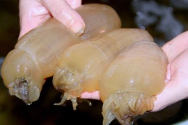 Đặc sản được coi là "thần dược" ở Nghệ An "cháy hàng" dịp Tết 2022