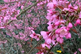 Sắc hồng rực rỡ nơi cao nguyên đá Đồng Văn vào dịp Tết Nguyên đán