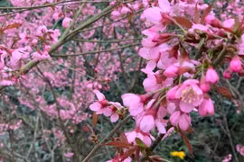 Sắc hồng rực rỡ nơi cao nguyên đá Đồng Văn vào dịp Tết Nguyên đán