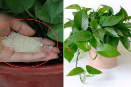 Rắc một nắm gạo vào chậu cây, lập tức nhú lên mầm xanh