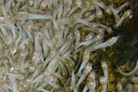 Loài tôm không mắt kỳ quái, sống khỏe trong miệng núi lửa