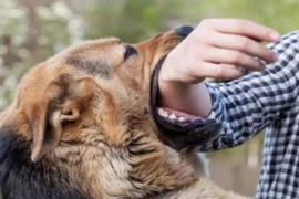 Thực hư chuyện người bị chó cắn 'phát dại' khi đến đám tang