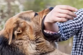 Thực hư chuyện người bị chó cắn 'phát dại' khi đến đám tang