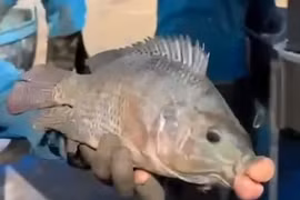 Cá rô phi môi sưng phồng bất ngờ xuất hiện, chuyên gia lý giải sao?
