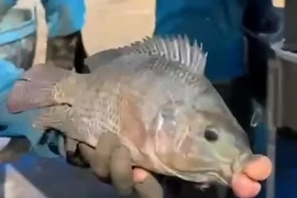 Cá rô phi môi sưng phồng bất ngờ xuất hiện, chuyên gia lý giải sao?