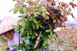 Thủ phủ hoa lớn nhất Hà Nội tất bật trước ngày 8/3