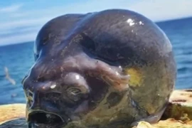 Xôn xao sinh vật 'ngoài hành tinh' được được kéo lên từ đáy biển