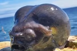 Xôn xao sinh vật 'ngoài hành tinh' được được kéo lên từ đáy biển