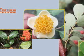 [INFOGRAPHIC] Những loài thực vật quý hiếm mới phát hiện ở Ninh Thuận