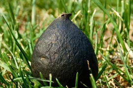 Đào tổ kiến phát hiện loài nấm cực kỳ quý hiếm