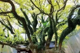 Loài cây hiếm nhất trên thế giới, được bảo vệ nghiêm ngặt 24/24 