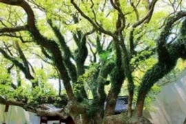 Loài cây hiếm nhất trên thế giới, được bảo vệ nghiêm ngặt 24/24 