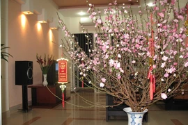 Bí quyết trang trí phòng làm việc ngày Tết để cả năm thịnh vượng