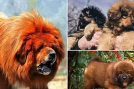 Loài chó đắt bậc nhất hành tinh được mệnh danh ‘chúa tể thảo nguyên’