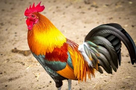 Xếp hạng 3 con giáp đỏ vận nhất năm 2025, ai bá chủ?