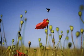 Những bức ảnh thiên nhiên hoang dã ấn tượng nhất tuần