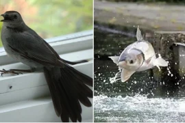 'Chim sa tận nơi không bắt, cá nhảy tận bờ không ăn' là vì sao? 