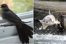 'Chim sa tận nơi không bắt, cá nhảy tận bờ không ăn' là vì sao? 