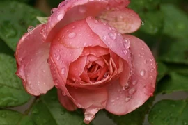 4 ngày sinh Âm lịch đại phú quý, ai sở hữu giàu khó đỡ