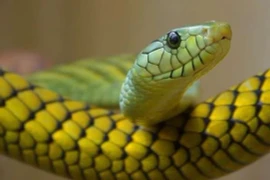 10 ngày tới, 4 con giáp chuyển bại thành thắng, giàu phát hờn