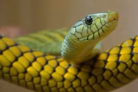 10 ngày tới, 4 con giáp chuyển bại thành thắng, giàu phát hờn