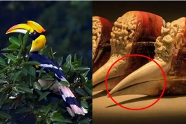 Loài chim quý có mỏ đắt hơn vàng nằm trong Sách Đỏ Việt Nam