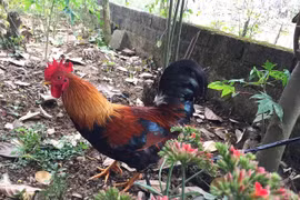 Nuôi loại gà đặc sản, 8x Phú Thọ thu về nửa tỷ đồng mỗi năm