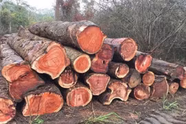 Loại gỗ quý hơn vàng ở Việt Nam, trăm năm mới cho thu hoạch